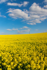 Obraz premium Raps Feld Rapsöl Spuren Traktor Nutzpflanze Blüten gelb Brassica napus Reps Lewat Ölsaat Landwirtschaft Farbe Ackerbau Frühling leuchtend Hintergrund Sauerland Deutschland