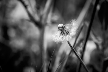 Mezzo soffione © Miriam