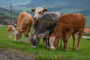 Beautiful swiss cows. Alpine meadows. Mountains.