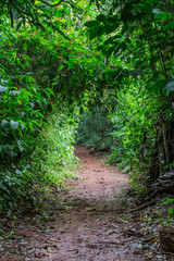 Fototapeta na wymiar Path in the jungle 