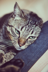 tete de chat