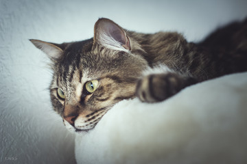 Fototapeta premium portrait de chat
