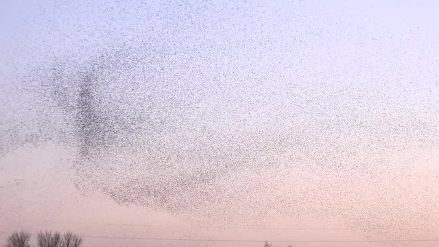 Thousands of birds flock in the evening sky in winter England UK 4K