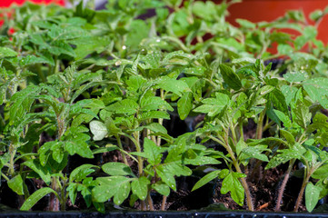 seedling of tomatoes growing in black plastic cell germinating tray close up