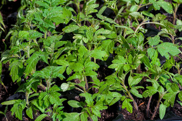 seedling of tomatoes growing in black plastic cell germinating tray close up