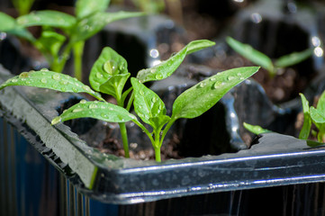 seedling of paprika growing in black plastic cell germinating tray close up