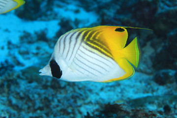 Fototapeta na wymiar Threadfin butterflyfish underwater in the tropical coral reef