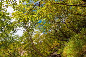 Obraz premium 夏の高山での新緑の木々