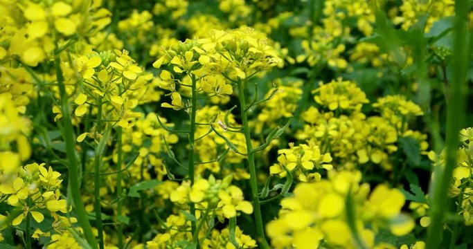 Field of yellow flowers wild mustard or Sinapis close-up. Rapeseed flowers.