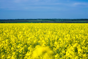 Yellow raps field and blue sky, beautiful country view, production of raps oil