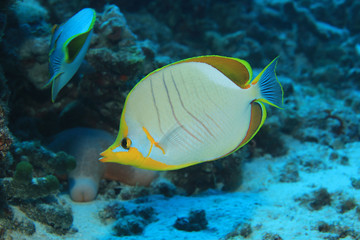 Naklejka na ściany i meble Yellowhead butterflyfish underwater in the tropical coral reef