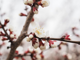 cherry blossom branch close up in spring