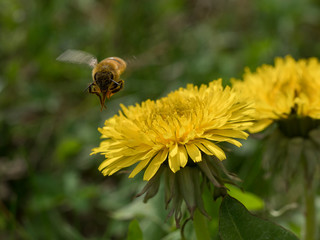 ape in volo verso un fiore di tarassaco