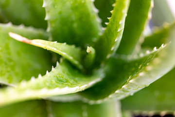 Water droplets on Aloe vera