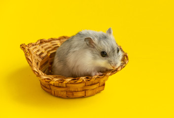 light grey small Dzungarian hamster is sitting in a brown wicker basket on a yellow background. domestic rodent pets
