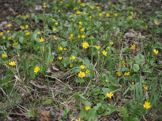 Spring background with yellow Blooming Caltha palustris, known as marsh-marigold and kingcup. Flowering gold colour plants in Early Spring.