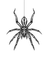 Vector illustration spider insect on white background.