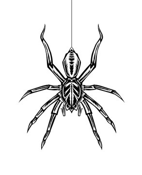 Vector illustration spider insect on white background.