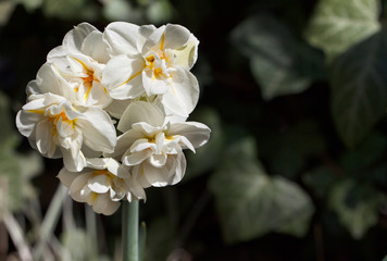 Biało żółty narcyz w ogrodzie.