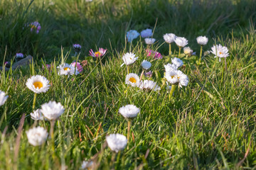 White and pink daisies in green grass. Spring background.