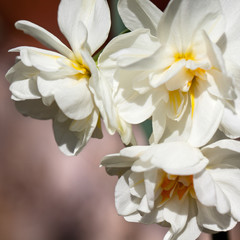 Fototapeta na wymiar Biało żółty narcyz w ogrodzie.