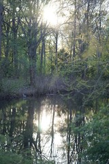 Obraz premium Pond at city park with heron at dusk, Tiergarten, Berlin, Germany