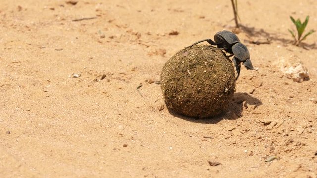 Two Flightless Dung Beetles on a difficult mission to roll this huge elephant dung ball across sandy ground. The male then abandons the female who continues pushing the dung ball by herself.