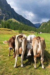 Fototapeta na wymiar Cows In The Mountains, Alpe Devero, Italy