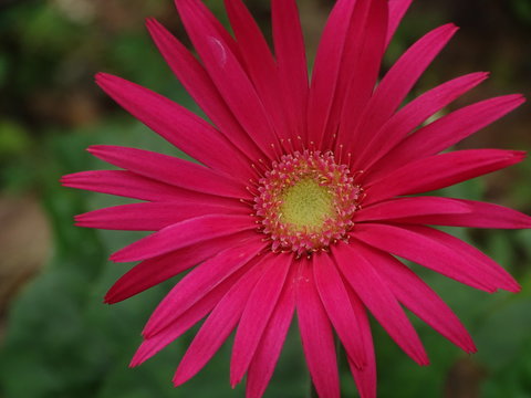 Beautiful Images/Photos of Flowers and Plants