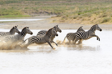 Common or Plains Zebra (Equus quagga) herd, running fast in splashing water, Ngorongoro crater...