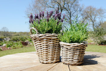 fragrant flower lavender in the basket  flowering in the garden on wooden table in summer