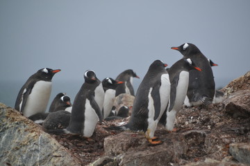 Obraz premium Viaje expedicion Antartida