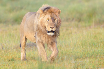 Male lion (Panthera leo) walking on savanna, Ngorongoro conservation area, Tanzania.