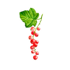 watercolor berries of red currant