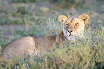 Lioness (Panthera leo) lying down in high grass on savanna, Ngorongoro conservation area, Tanzania.