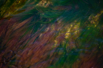 Texture (seaweed and seashells )