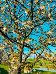 In spring beautiful flowers grow.