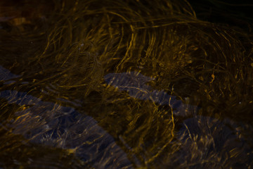 Texture (seaweed)