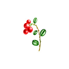 watercolor berries of lingonberry