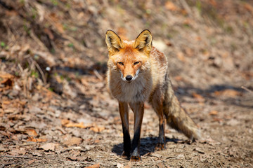 Red fox