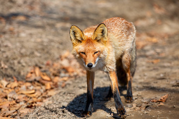 Red fox