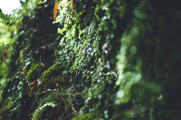 Heaphy Track - Great Walk, Kahurangi National Park, New Zealand