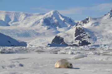 Viaje-Expedición Antartida © Miguel
