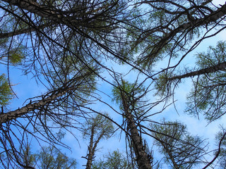 Looking up pine trees crowns branches in woods or forest. Bottom view wide angle background photo. Tops of trees from ground view.