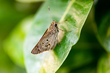 Obraz premium the black-veined moth, is a moth of the family Geometridae.