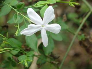 Beautiful Images/Photos of Flowers and Plants