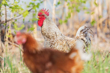 gray rooster in spring morning stands in the grass