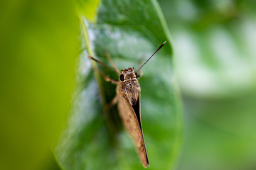 the black-veined moth, is a moth of the family Geometridae.