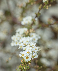 Tawuła wczesna (spiraea arguta) © Ewa