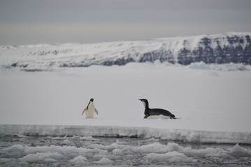 Viaje-Expedición Antartida